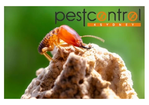 Termite Inspection Sydney - 4/8