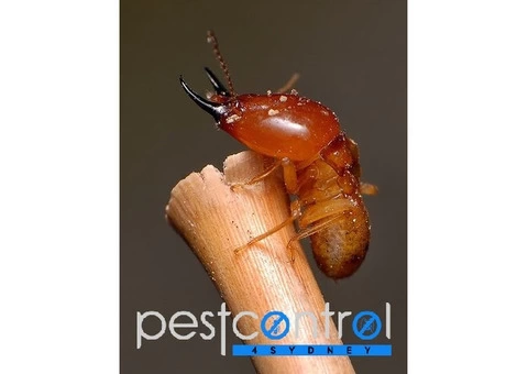 Termite Inspection Sydney - 5/8