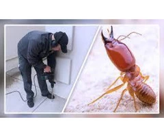 Pest Control Parramatta