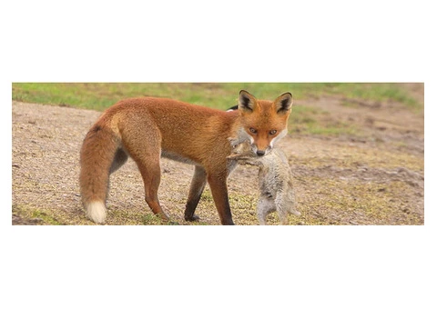 Fox Control Melbourne - 2/2