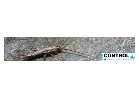 Silverfish Control Melbourne - 1/4