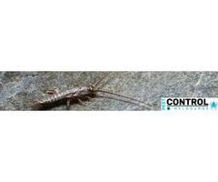 Silverfish Control Melbourne