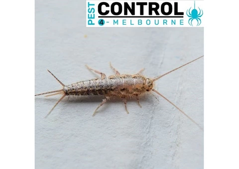 Silverfish Control Melbourne - 3/4