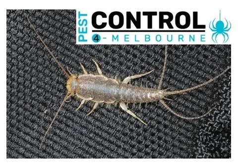 Silverfish Control Melbourne - 4/4