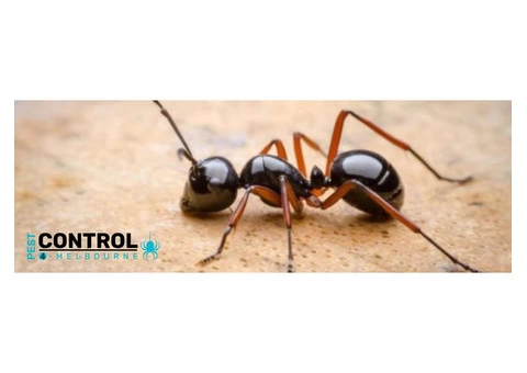 Ant Control Melbourne - 1/4