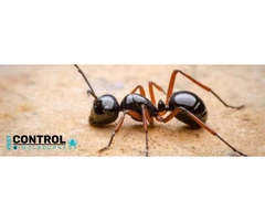 Ant Control Melbourne