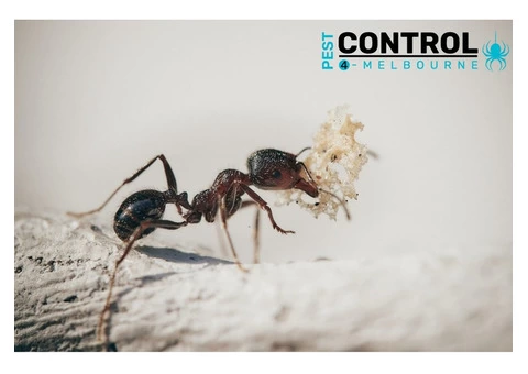 Ant Control Melbourne - 3/4