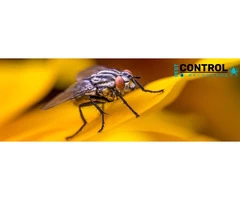 Fly Control Melbourne