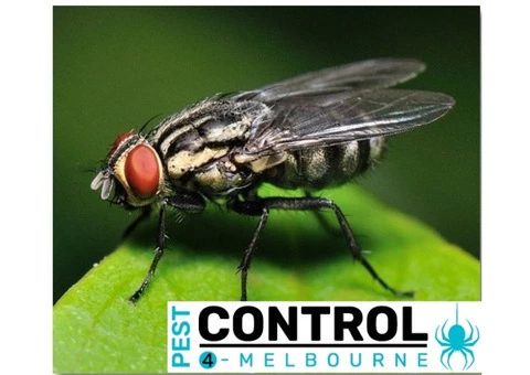 Fly Control Melbourne - 2/4