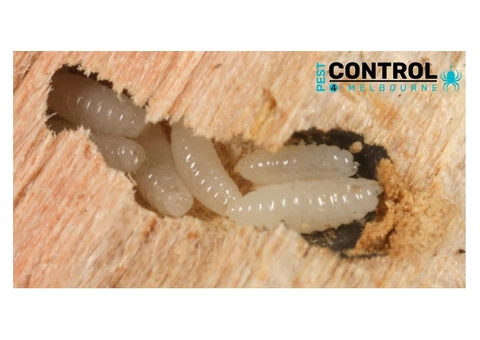 Borer Control Melbourne - 1/4