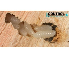 Borer Control Melbourne