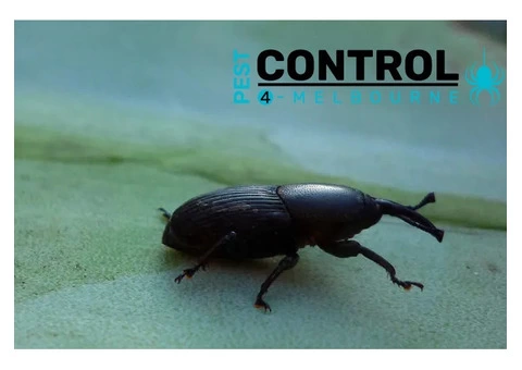 Borer Control Melbourne - 2/4
