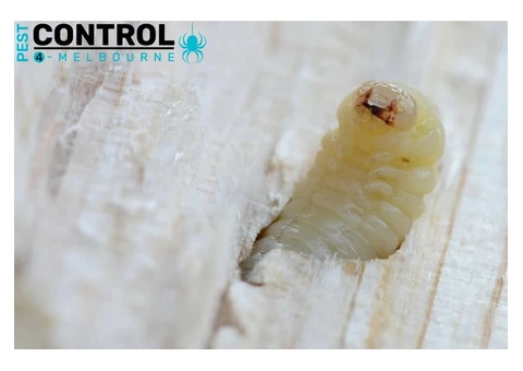 Borer Control Melbourne - 3/4