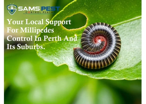 Millipedes Control Perth - 1/7