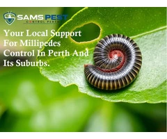 Millipedes Control Perth