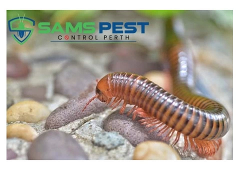 Millipedes Control Perth - 6/7
