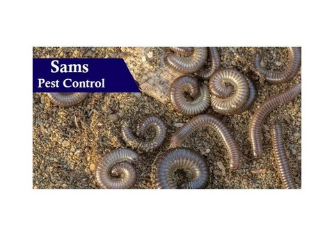 Millipedes Control Perth - 7/7