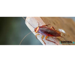 General Pest Control Melbourne
