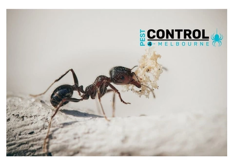 General Pest Control Melbourne - 4/5