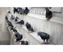 Say No to Nesting with Our Reliable Birds Pest Control Services