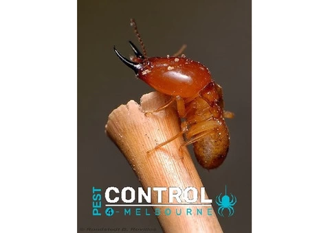 Termite Control Melbourne - 1/8