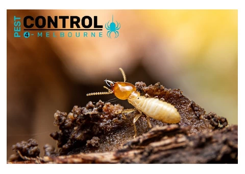 Termite Control Melbourne - 2/8