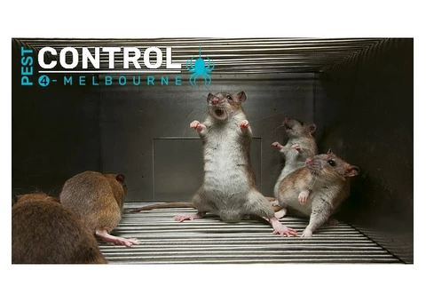 Rodent Control Melbourne - 1/6