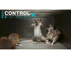 Rodent Control Melbourne