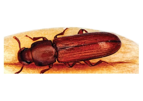 Beetle Control Melbourne - 2/2