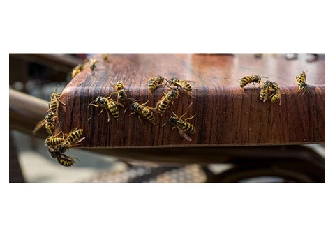 Wasp Removal Perth - 2/4