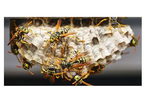 Wasp Removal Perth - 3/4