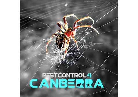 Spider Control Canberra - 1/6