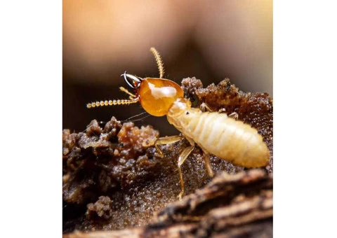 Snake Removal Perth - 3/3