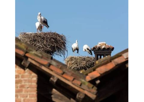 Nest Removal Solutions Sydney