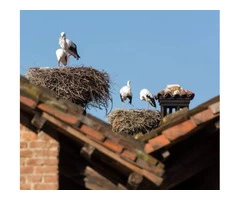 Nest Removal Solutions Sydney