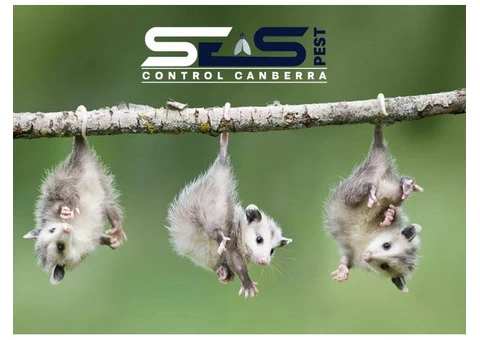 Possum Removal Canberra - 1/8