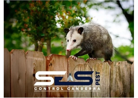 Possum Removal Canberra - 8/8