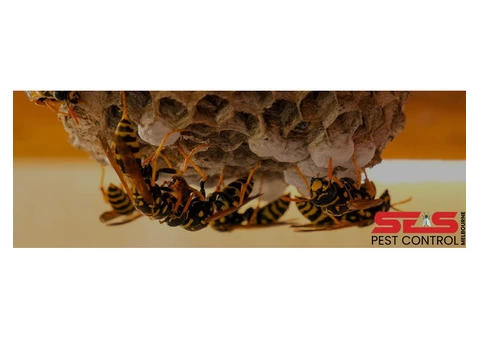 Wasp Removal Melbourne - 4/4