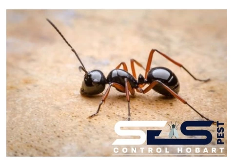 Ant Control Hobart - 1/4