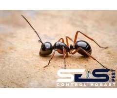 Ant Control Hobart