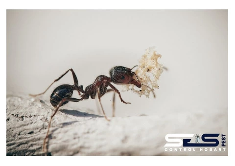 Ant Control Hobart - 3/4