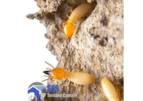Termite Inspections Melbourne - 2/4
