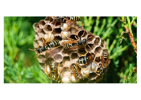 Bee And Wasp Removal Control Melbourne - 2/4