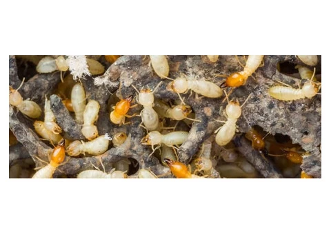 Termite Inspection Sydney - 2/4