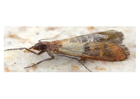 Moth Control Melbourne