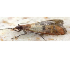 Moth Control Melbourne