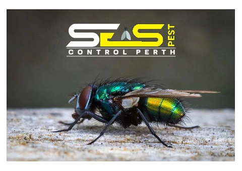 Flies Removal Perth - 1/5