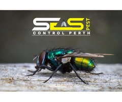 Flies Removal Perth