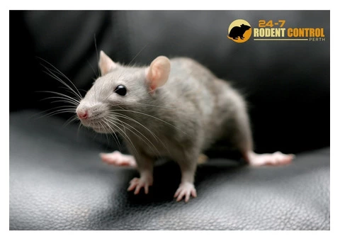 Rodent Control Perth - 3/5