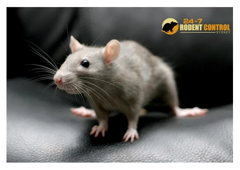 Rodent Control Sydney - 3/5
